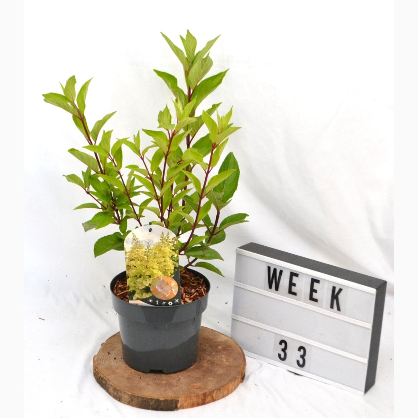 Syrenhortensia – Hydrangea paniculata 'Candlelight'® - C3 20-40 CM